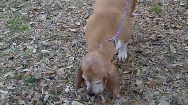 A Bassett Hound Miracle смотреть онлайн