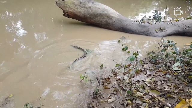 Releasing a 2.3M Southern African Python in a beautiful location смотреть онлайн