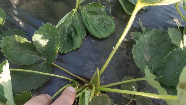 Обзор родительского участка с клубникой смотреть онлайн