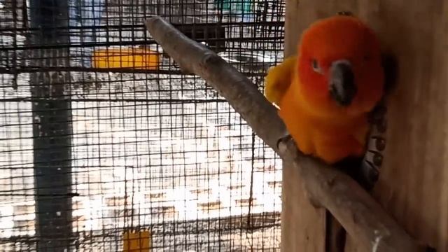 Mutation Lovebirds, Hogoromo,Sun conour, Lorikeet, Java Farm visit at Howrah (KolkataLovebirds)*** смотреть онлайн