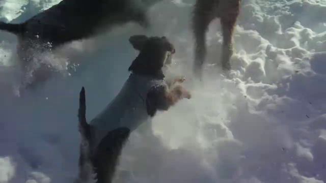 Снежные псы 3-выход на прогулку DSCF4682