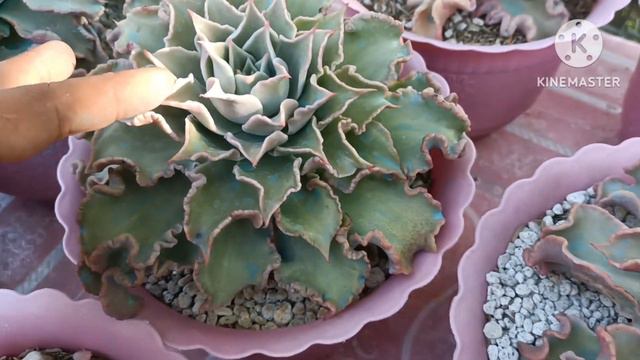 Echeveria Madiba Caretips•Propagations•Watering Method||How To Maintain There Beautiful Curly Leave