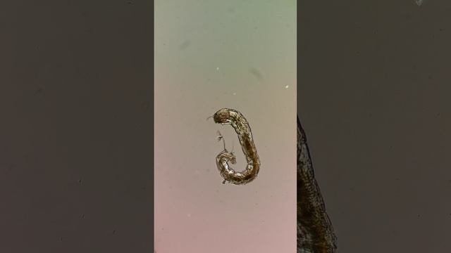 Танец личинки смотреть онлайн