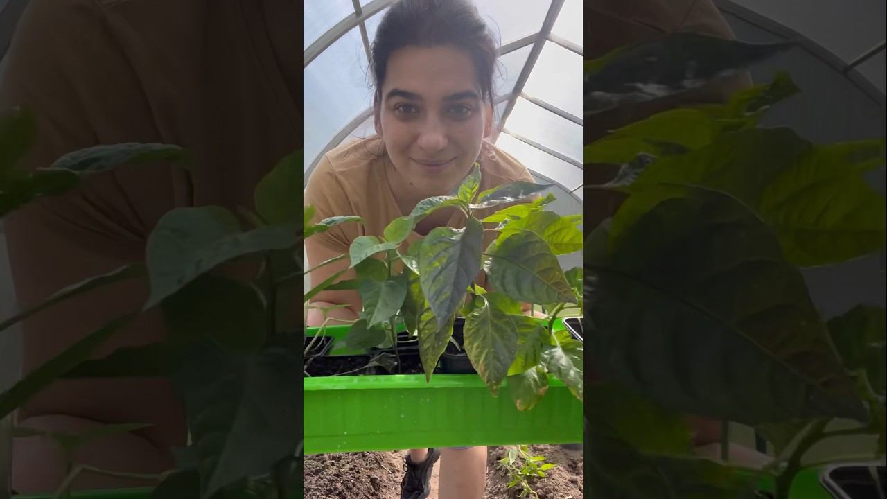 Высаживаем острый перец #shorts