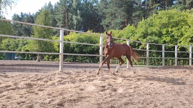 Ганноверский жеребец ChaccoBlue, SandroBoy2 года, 160 см #продажалошадей #конныйрынок #конныйспорт смотреть онлайн