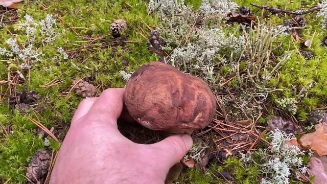 ШОК!!! СМОТРЕТЬ ВСЕМ!!! НЕРЕАЛЬНЫЕ НАХОДКИ!!! РУКА СЧАСТЬЯ ГРИБНИКА!!! Грибы 2023 смотреть онлайн