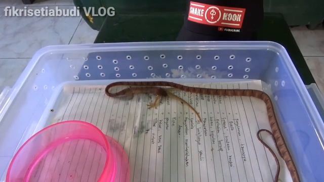 Feeding Boiga Drapiezii смотреть онлайн