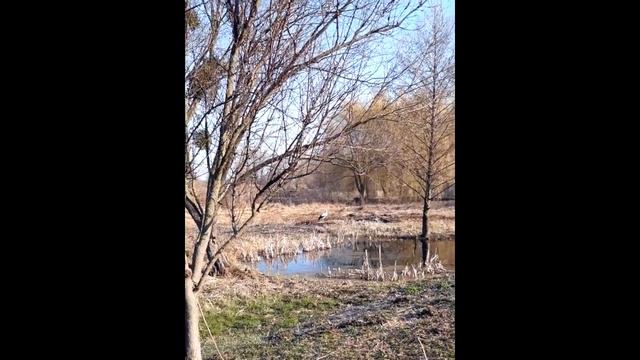 Аист прилетел смотреть онлайн