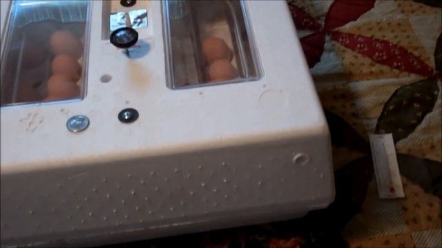Chicken Egg Incubation Using The Little Giant Incubator