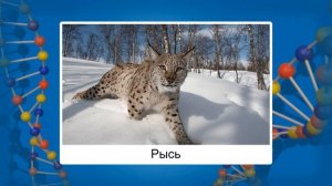 Экологическая ниша. Взаимодействие факторов среды. Видеоурок по биологии 11 класс