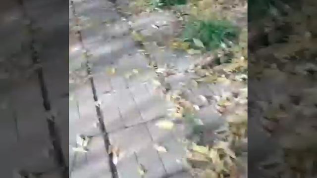 порвал руку, напал дед и бомж (edit) смотреть онлайн