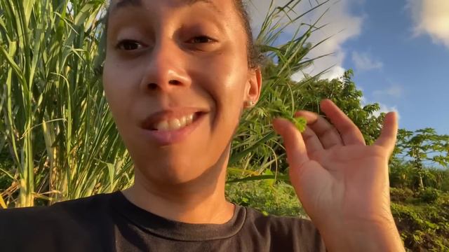 3 plantes que vous ne devez plus arracher ! смотреть онлайн