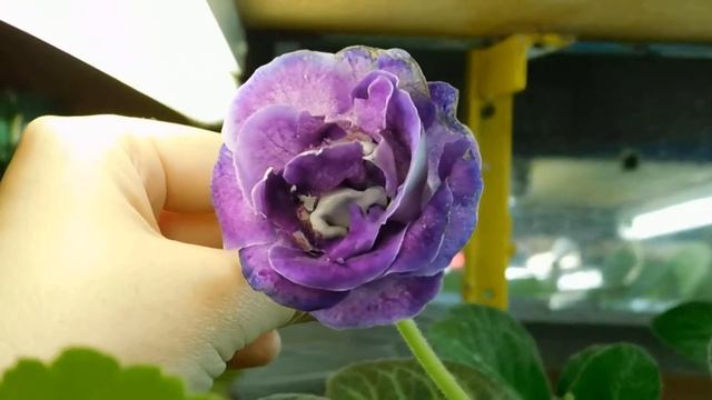 Мои глоксинии ! Сорта глоксиний ! смотреть онлайн