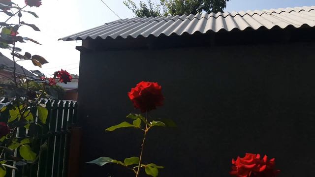 Самые красивые розы...красные смотреть онлайн