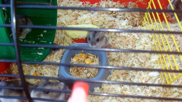 Chipmunks - Rodents - Fluffy Friend =)