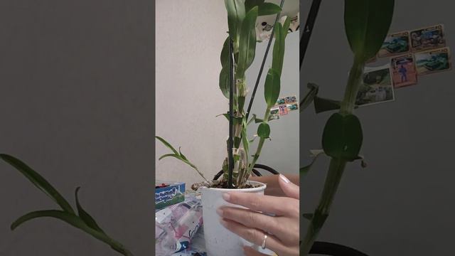 Купила себе Дендробиум Нобиле👀🙆 смотреть онлайн