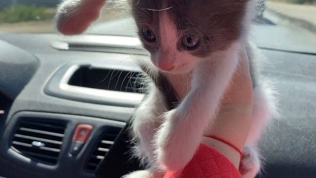 ВЛОГ: Замена СТОЙКИ стабилизатора на RENAULT MEGANE 3/На ПТИЧЬЕМ рынке/Replacing the Stabilizer RAC смотреть онлайн