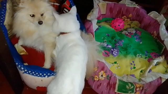 щпиц и кот. Котик пришел делать обнимашки.😍😂 смотреть онлайн