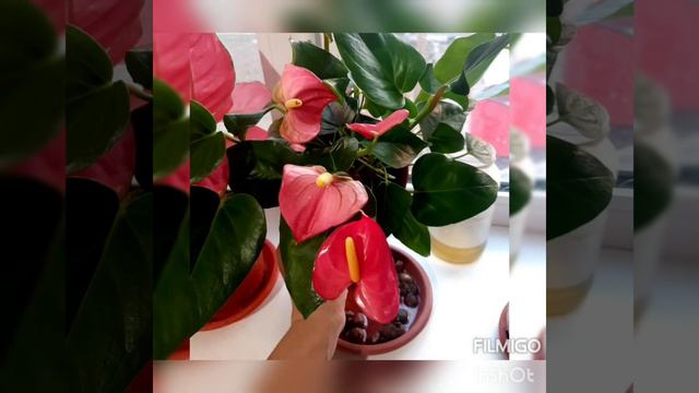 Антуриумни уй шароитида гуллатамиз🌹 смотреть онлайн