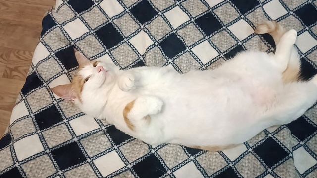 Кузя смотреть онлайн