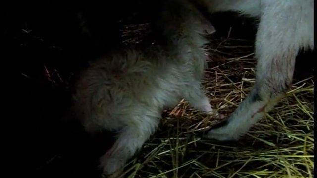 Окот козы. Предвестники родов у козы. Календарь беременности козы. смотреть онлайн