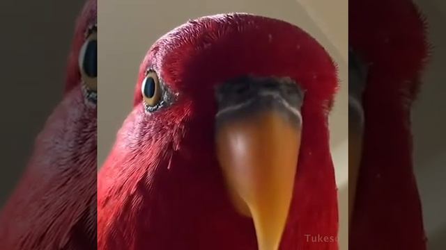 wuewuewuewuewue, pajaro rojo смотреть онлайн