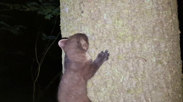 Детёныш куницы смотреть онлайн