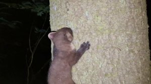 Детёныш куницы