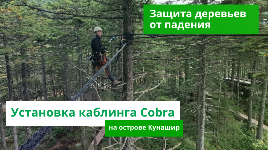 Укрепление деревьев альпинистами