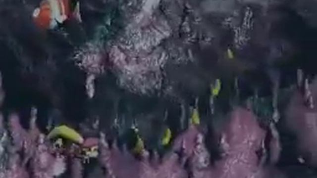 Pot Hole Panic without animals смотреть онлайн