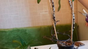 «ЗОЛОТОЙ УС» (Каллизия Душистая)? Полезные свойства. #Пересадка. Сделала настойку. #комнатные_цветы