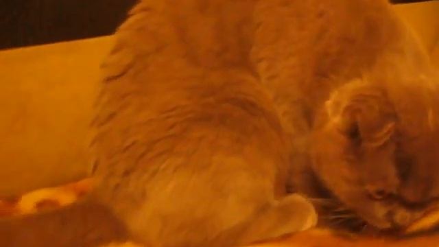 Лиловая кошечка Scottsh fold смотреть онлайн