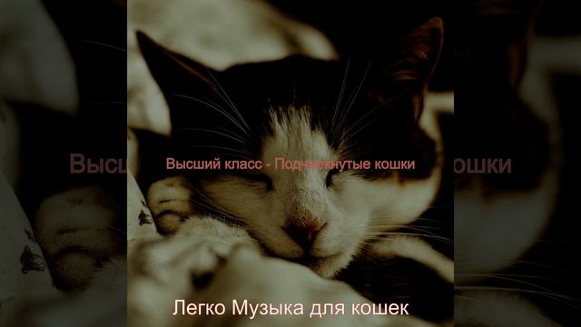 Звуки (Спящие кошки) смотреть онлайн