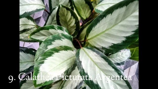 35 JENIS CALATHEA / 35 CALATHEA VARIETIES смотреть онлайн