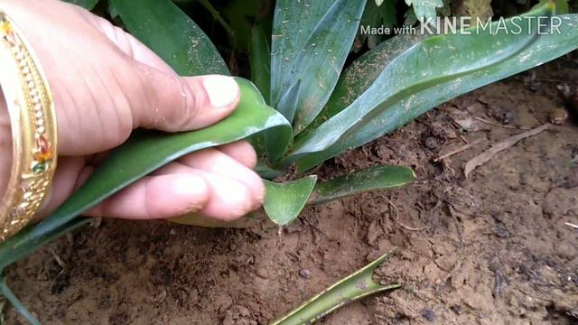 Best plant for beginners. Agave plant propagation смотреть онлайн