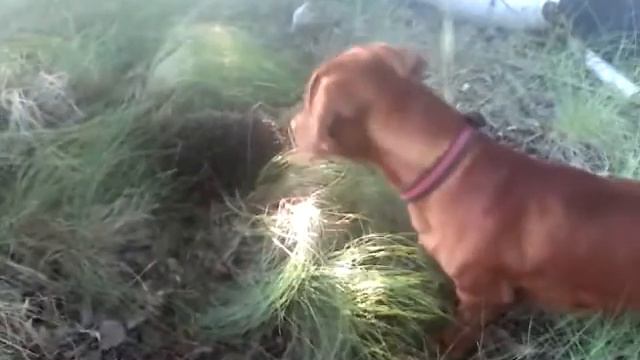 Ежик и такса это надо видить смотреть онлайн