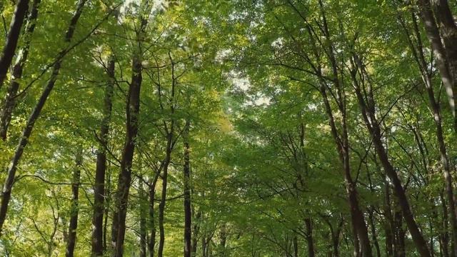 Сура Ан Ниса Смысловой перевод Корана с арабского на русский язык Перевод Кулиева Эльмира смотреть онлайн