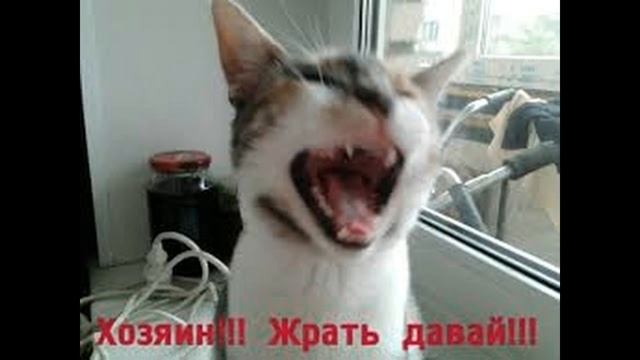 Смешные разговоры котиков(: смотреть онлайн