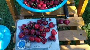 Черешня Вера 04.07.2022