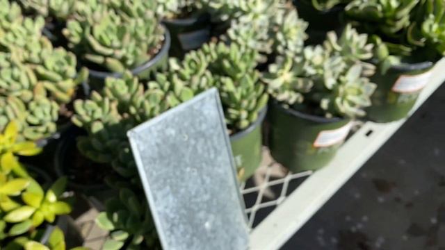 Come shop with me for plants at Home Depot смотреть онлайн