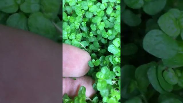 Soleirolia soleirolii смотреть онлайн