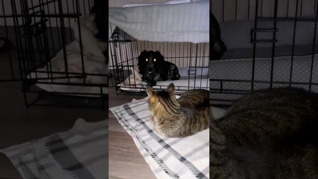 Русский Охотничий Спаниель Бруня. Вслушайтесь в смысл...?? смотреть онлайн