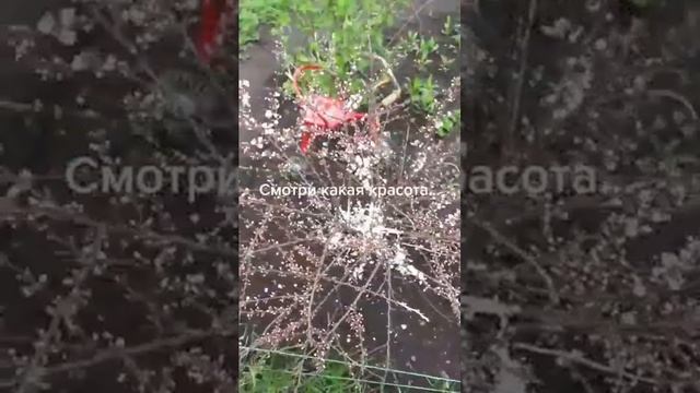 Смотри какая красота.. Домашнее видео Весна 2021 смотреть онлайн