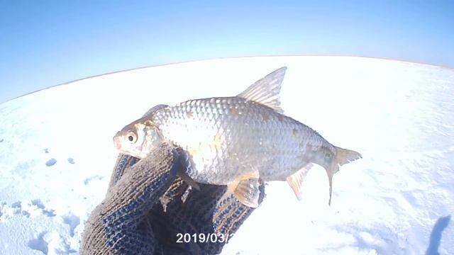 Чаны Амелькина грива Весна 21 03 2019 смотреть онлайн