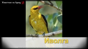 Животные на букву И (1)