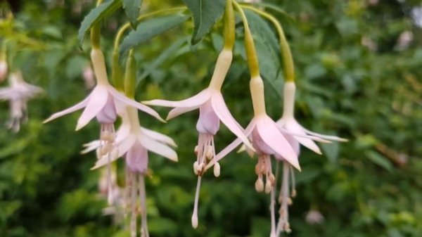 Fuchsia magellanica var molinae (Maiden's Blush)