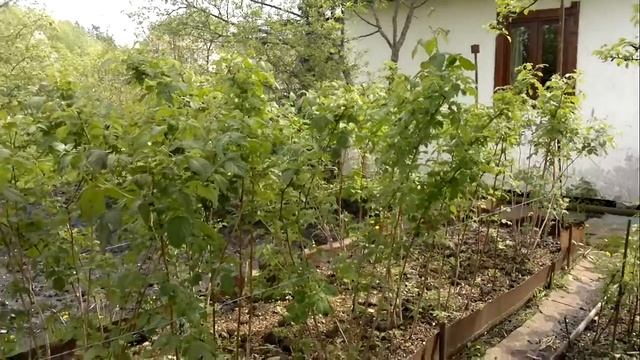 Как выглядит малина весной после её осенней обрезки. смотреть онлайн