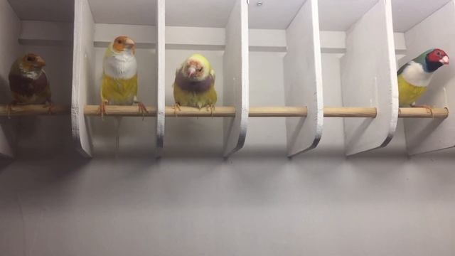 Гнезда,птенцы Амадины Гульда. смотреть онлайн