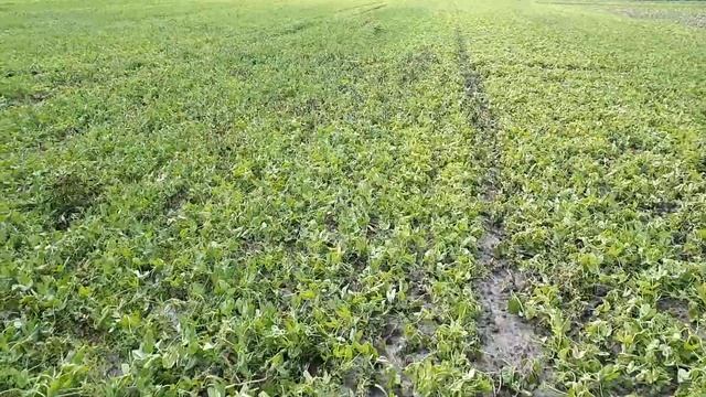 Горох после "Базагран М" смотреть онлайн