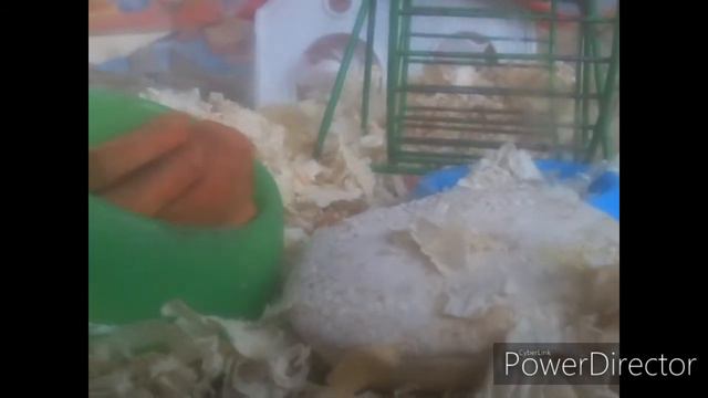 Что можно для хомяков а что нельзя смотреть онлайн